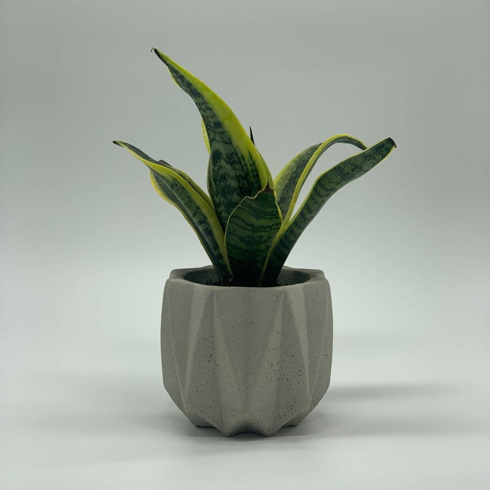 
                      
                        Uno Atelier Fold Concrete Planter, 4.5 Inch - lily & onyx
                      
                    