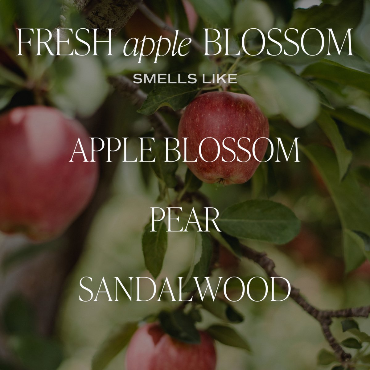 Sweet Water Decor Fresh Apple Blossom Soy Candle - Amber Jar - 9 oz - lily & onyx