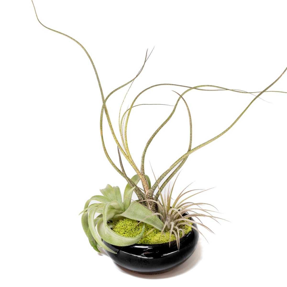 Air Plant Supply Co. Fully Assembled Tillandsia Air Plant Dish Garden in Black Glazed Container - lily & onyx
