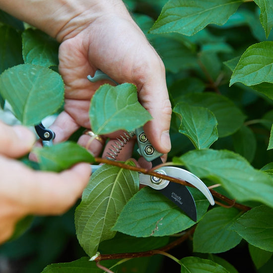 Modern Sprout Gardening Shears & Pruners - lily & onyx