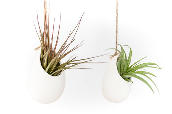 Air Plant Supply Co. Gift Wrapped Large Ivory Ceramic Vase With Assorted Tillandsia Air Plant - lily & onyx