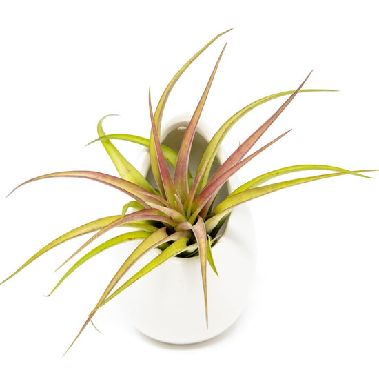 Air Plant Supply Co. Gift Wrapped Large Ivory Ceramic Vase With Assorted Tillandsia Air Plant - lily & onyx