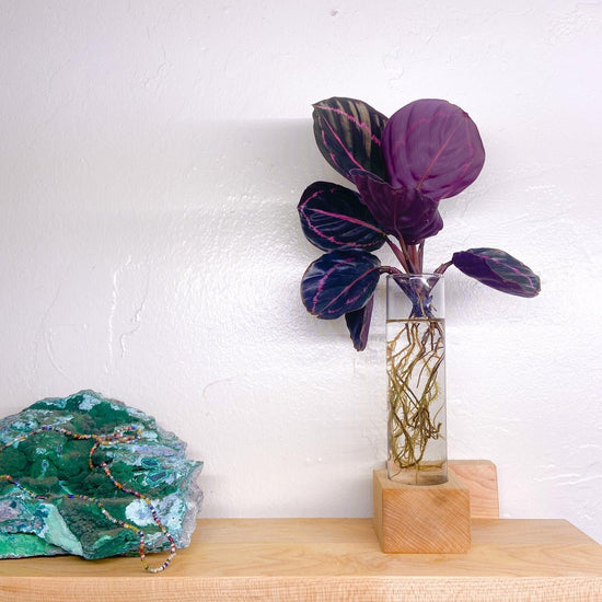 Modern Botanical Glass Propagation Station With Maple Wood Cube Stand - lily & onyx