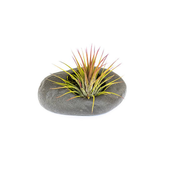 Air Plant Supply Co. Gray Ceramic Stone with Assorted Tillandsia Air Plant - lily & onyx