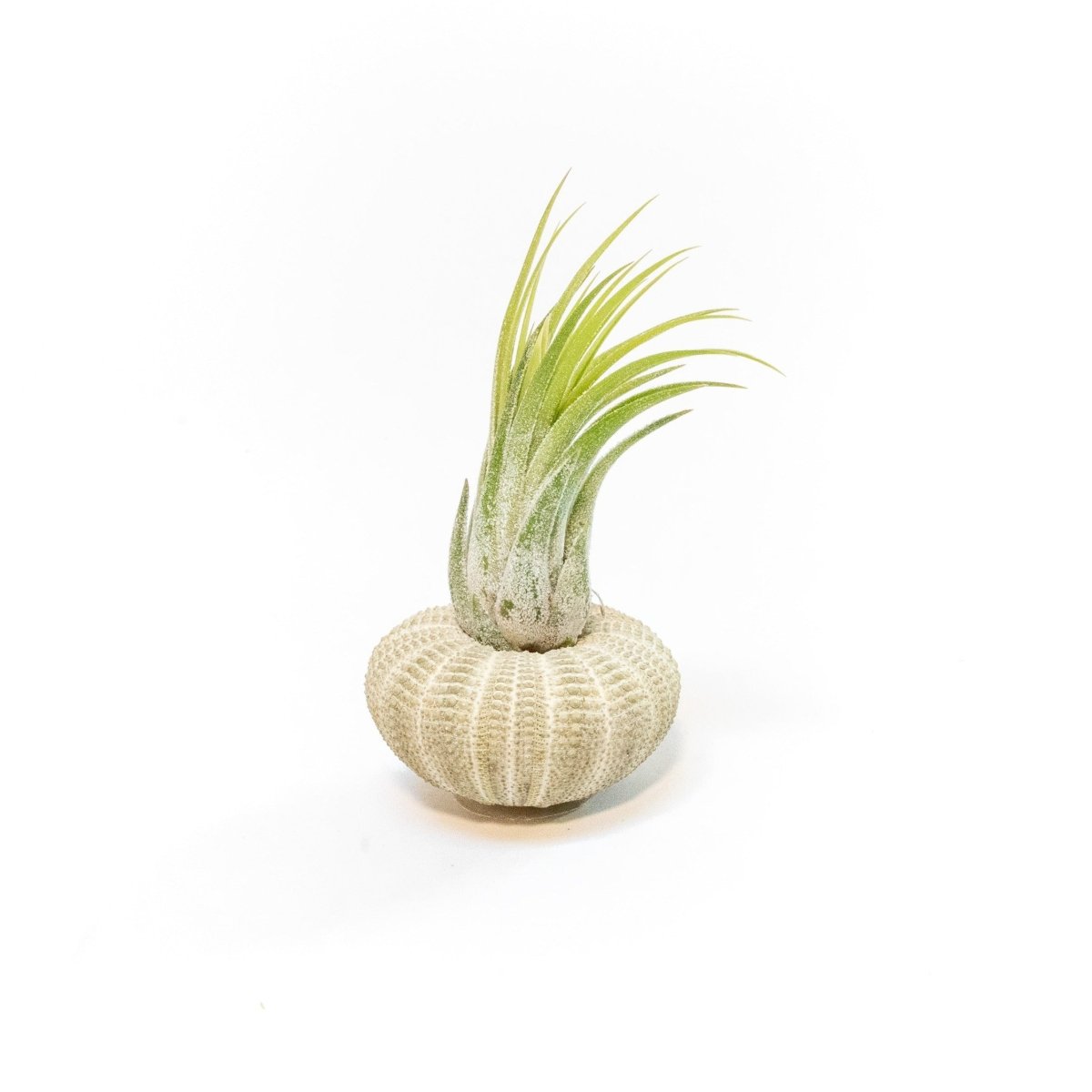 Air Plant Supply Co. Green Urchin with Tillandsia Air Plant - lily & onyx