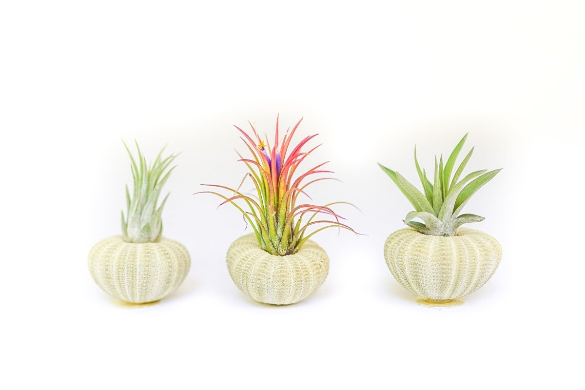 Air Plant Supply Co. Green Urchin with Tillandsia Air Plant - lily & onyx