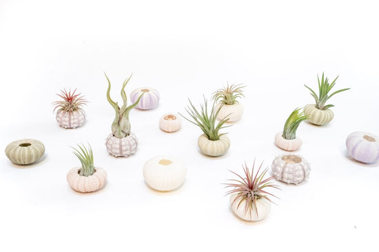 Air Plant Supply Co. Green Urchin with Tillandsia Air Plant - lily & onyx