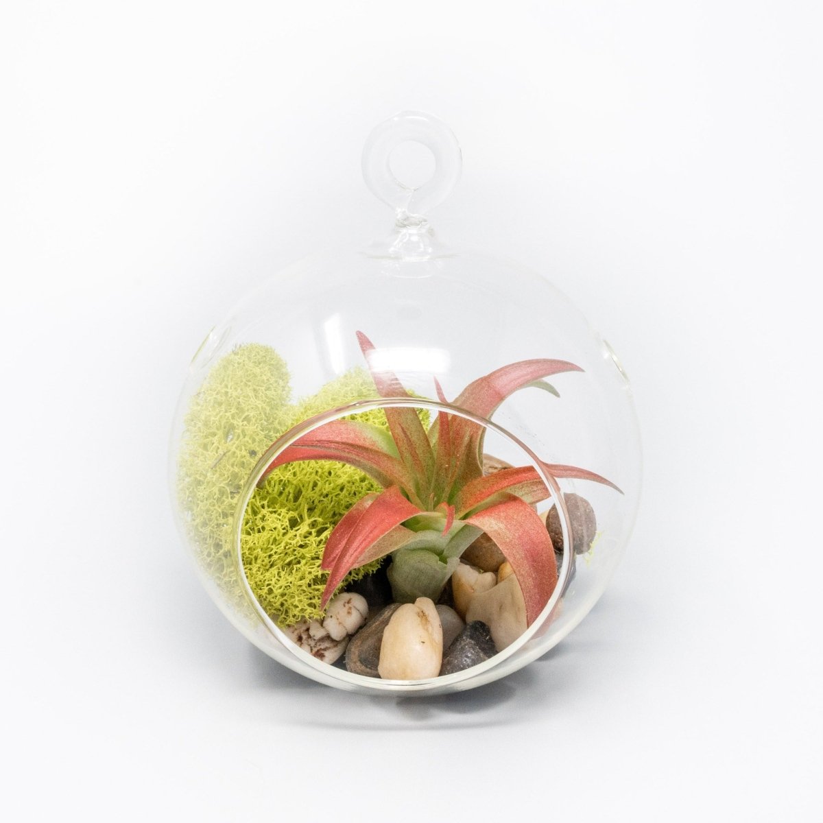 Air Plant Supply Co. Hanging Glass Terrariums with Flat Bottoms, Set of 3 - lily & onyx