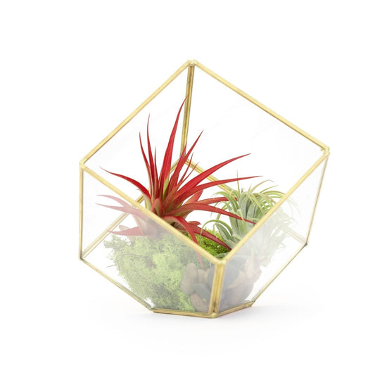 Air Plant Supply Co. Heptahedron Geometric Glass Terrarium with Tillandsia Red Abdita and Ionantha Air Plants - lily & onyx