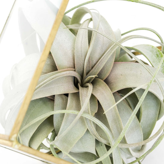 Air Plant Supply Co. Heptahedron Geometric Glass Terrarium with Tillandsia Xerographica Air Plant - lily & onyx