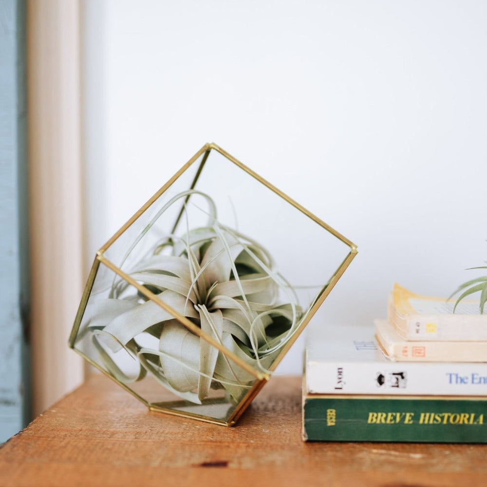 Air Plant Supply Co. Heptahedron Geometric Glass Terrarium with Tillandsia Xerographica Air Plant - lily & onyx