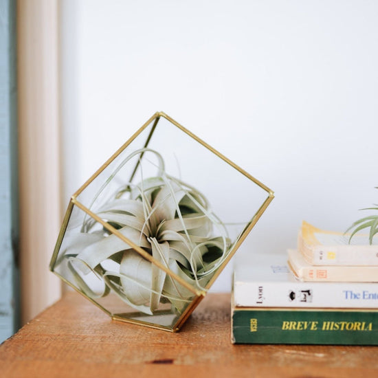 Air Plant Supply Co. Heptahedron Geometric Glass Terrariums with Tillandsia Red Abdita, Ionantha, and Xerographica, Set of 2 - lily & onyx