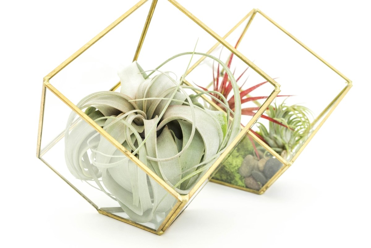 Air Plant Supply Co. Heptahedron Geometric Glass Terrariums with Tillandsia Red Abdita, Ionantha, and Xerographica, Set of 2 - lily & onyx