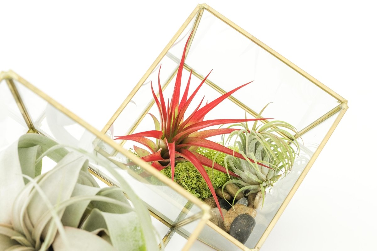 Air Plant Supply Co. Heptahedron Geometric Glass Terrariums with Tillandsia Red Abdita, Ionantha, and Xerographica, Set of 2 - lily & onyx