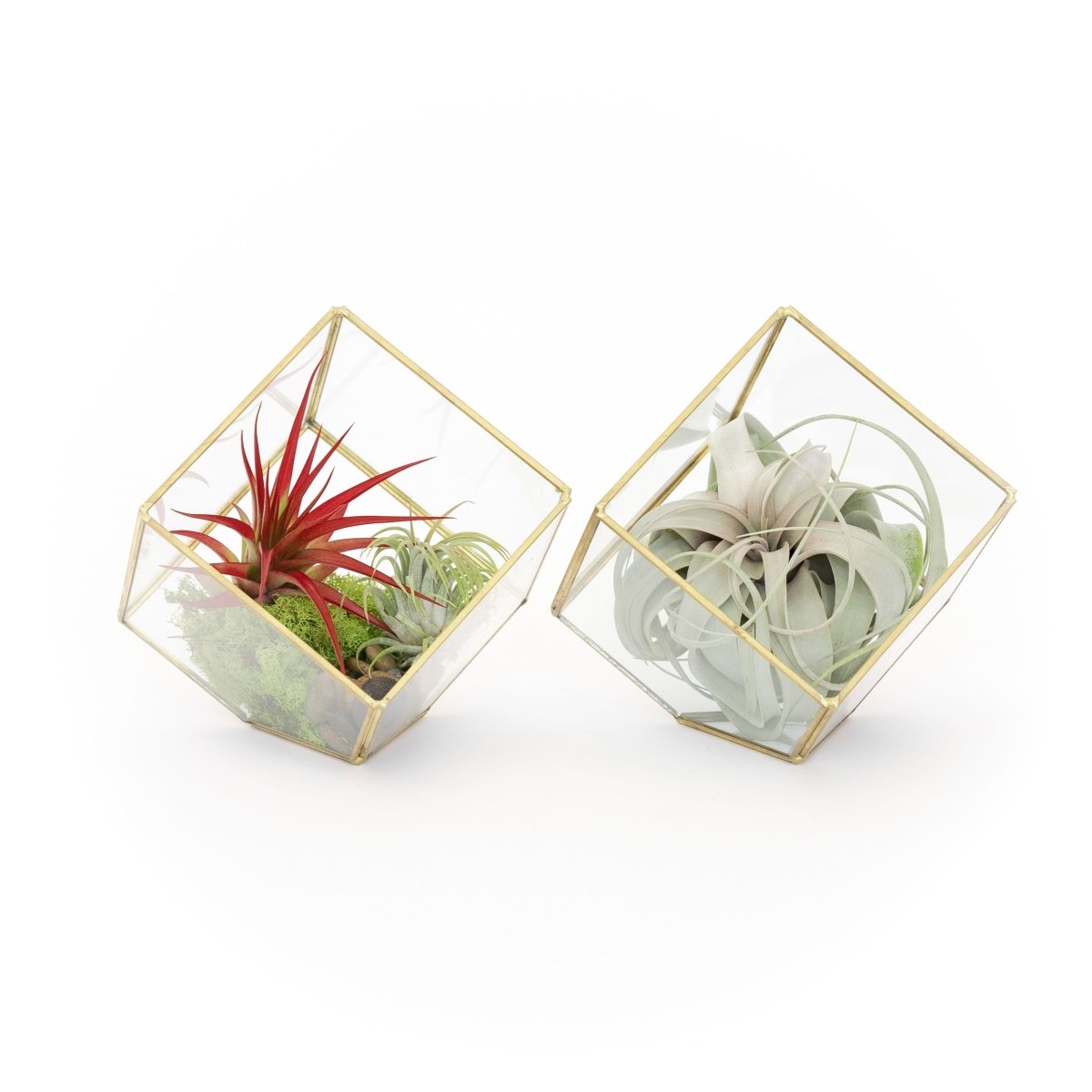 Air Plant Supply Co. Heptahedron Geometric Glass Terrariums with Tillandsia Red Abdita, Ionantha, and Xerographica, Set of 2 - lily & onyx