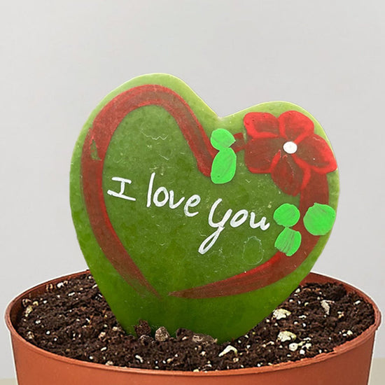 lily & onyx Hoya Heart - "I Love You" Special Painted Hoya - lily & onyx