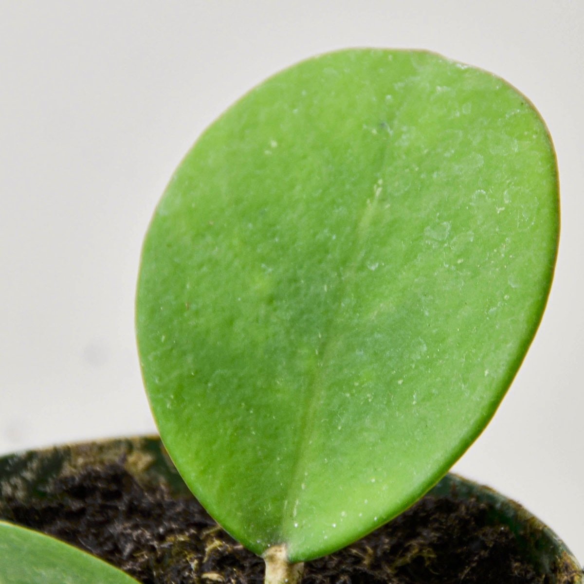 lily & onyx Hoya Obovata - lily & onyx