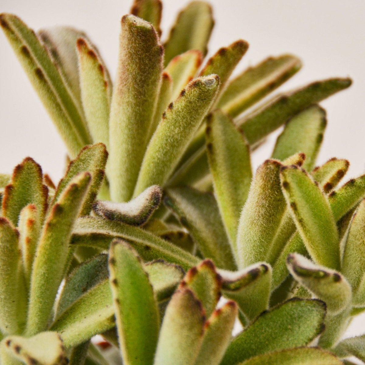 lily & onyx Kalanchoe Tomentosa 'Chocolate Soldier' Succulent - 4" Pot - lily & onyx