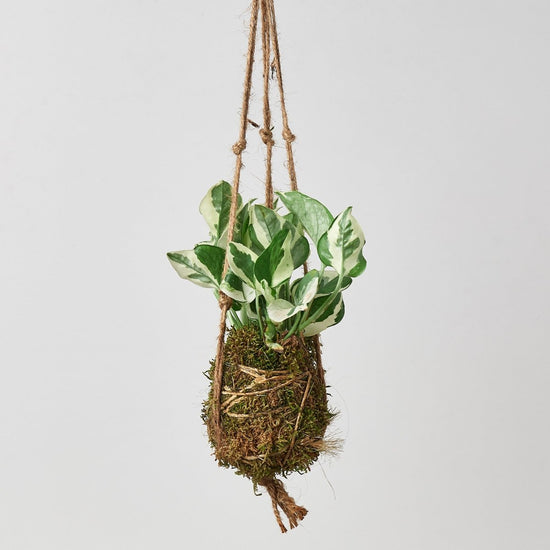 lily & onyx Kokedama Moss Ball Hanging Plant - lily & onyx