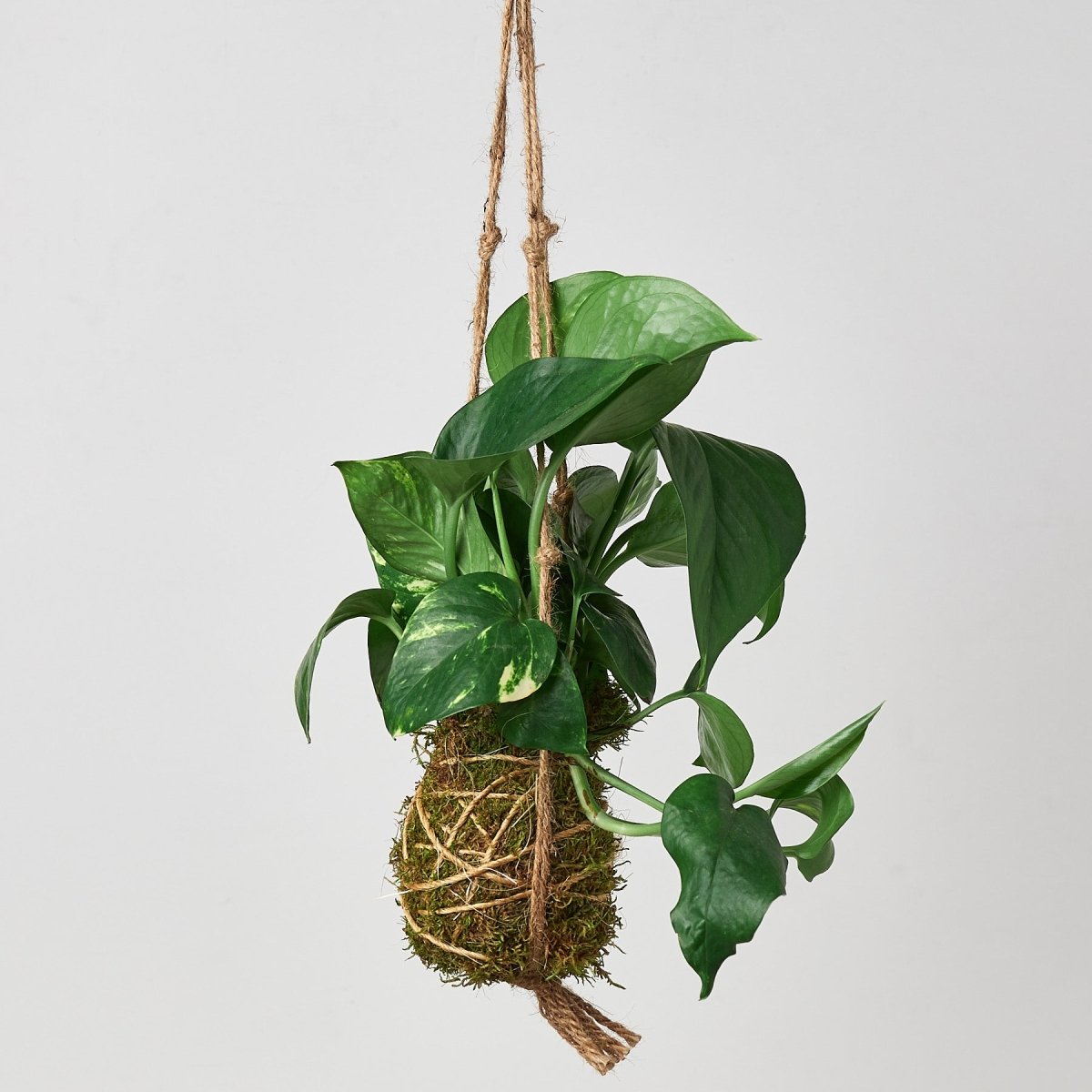 lily & onyx Kokedama Moss Ball Hanging Plant - lily & onyx