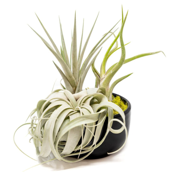 Air Plant Supply Co. Large Fully Assembled Air Plant Bowl Garden - lily & onyx