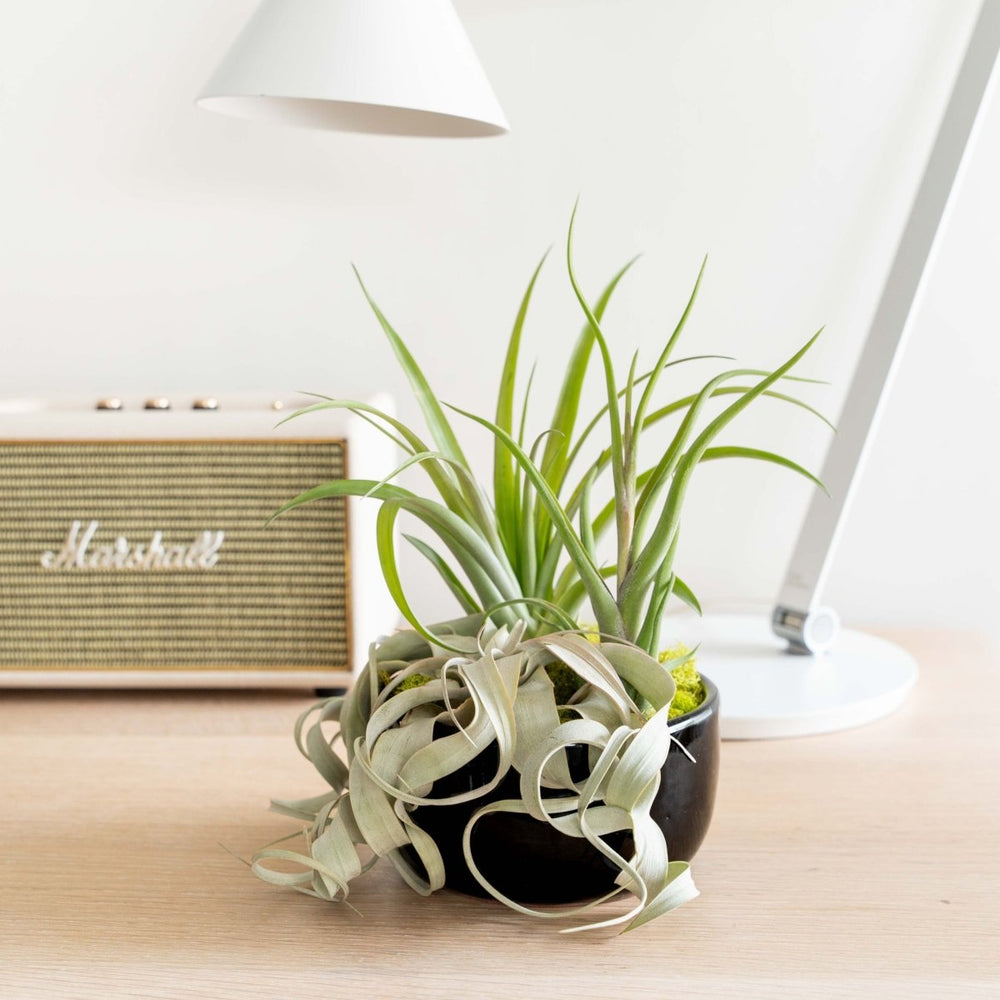 Air Plant Supply Co. Large Fully Assembled Air Plant Bowl Garden - lily & onyx