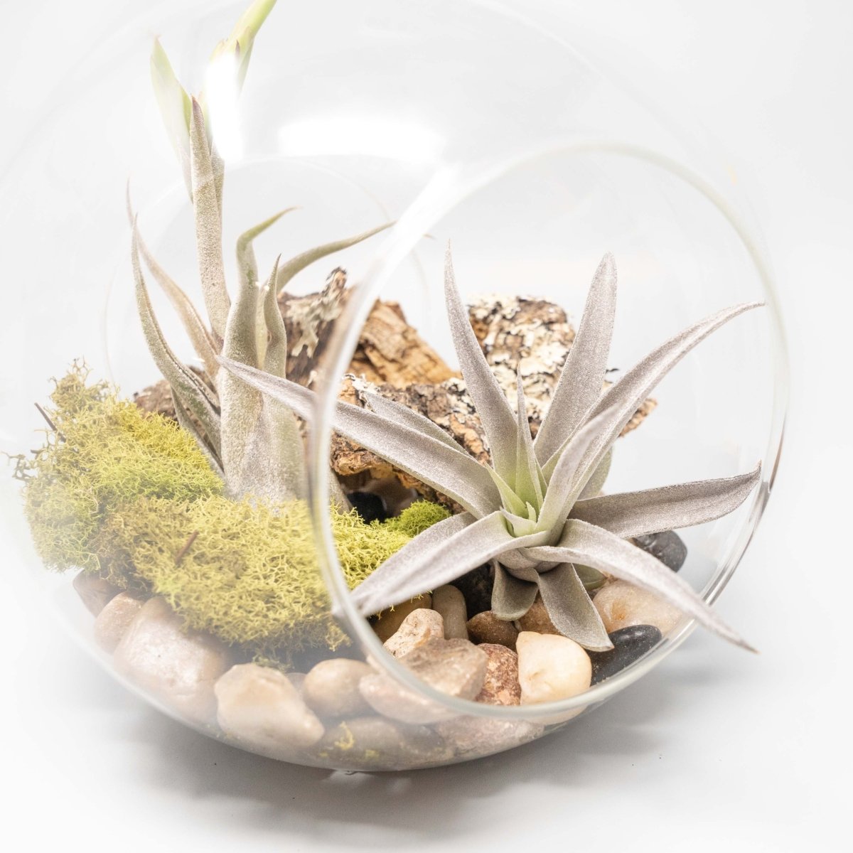 Air Plant Supply Co. Large Hand-Blown Glass Terrarium with Tillandsia Caput Medusae & Harrisii - lily & onyx