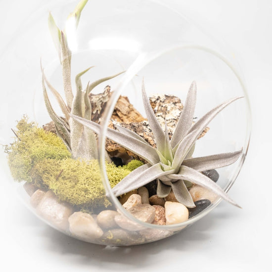 Load image into Gallery viewer, Air Plant Supply Co. Large Hand-Blown Glass Terrarium with Tillandsia Caput Medusae &amp;amp; Harrisii - lily &amp;amp; onyx
