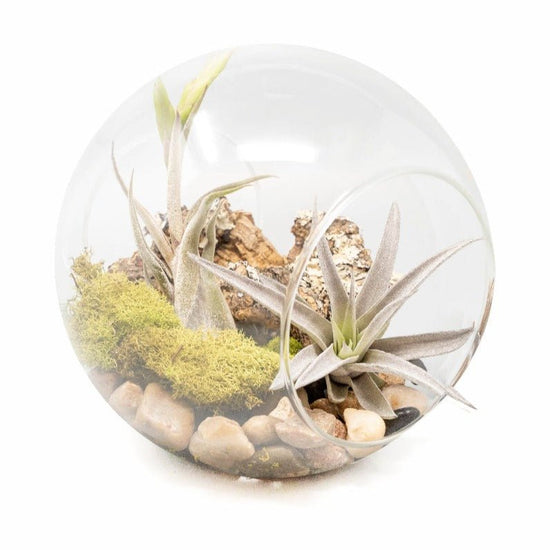 Load image into Gallery viewer, Air Plant Supply Co. Large Hand-Blown Glass Terrarium with Tillandsia Caput Medusae &amp;amp; Harrisii - lily &amp;amp; onyx
