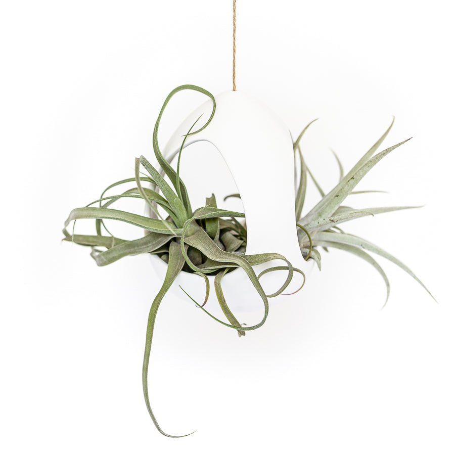 Air Plant Supply Co. Large White Ceramic Hanging Pod with Two Assorted Tillandsia Plants - lily & onyx