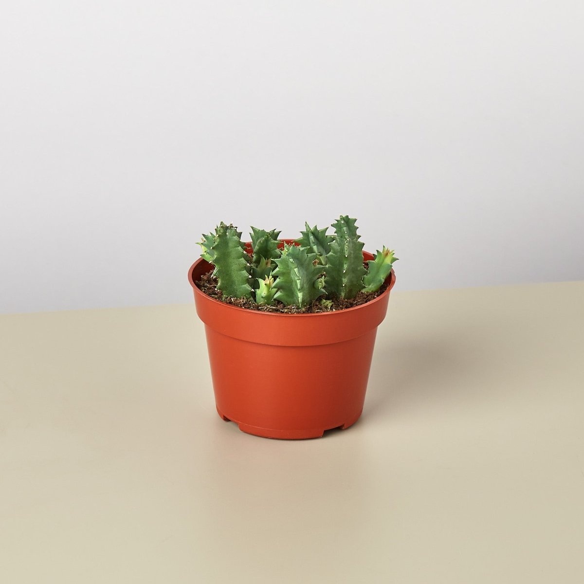 lily & onyx Lifesaver Cactus - lily & onyx