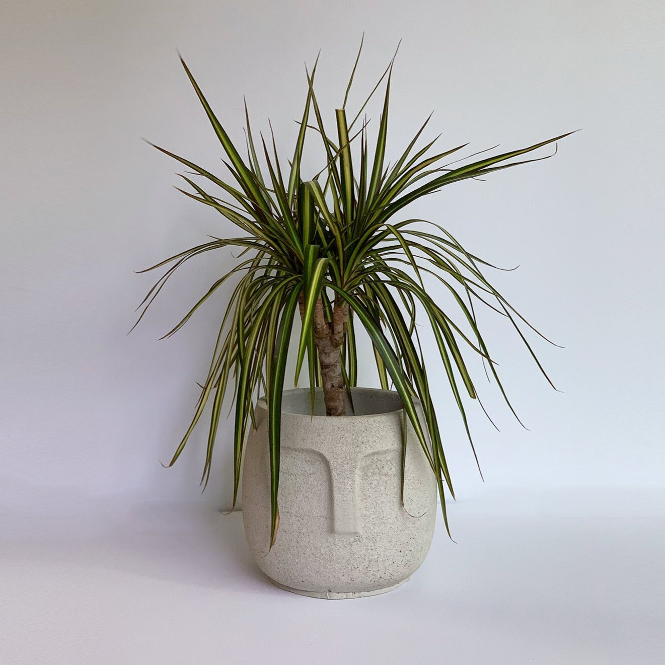 6 inch concrete head planter with spider plant showing scale and proportion