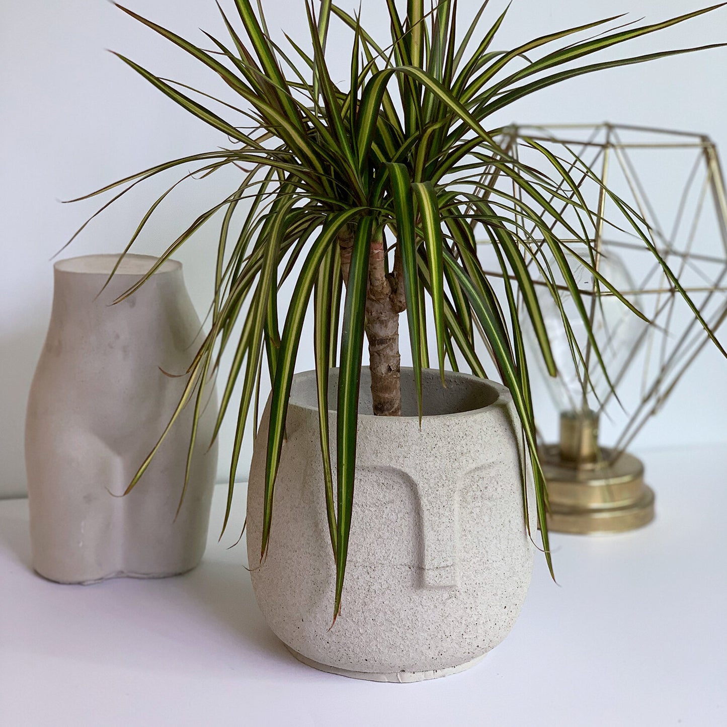 Louie concrete head planter with spider plant on white surface lifestyle photo