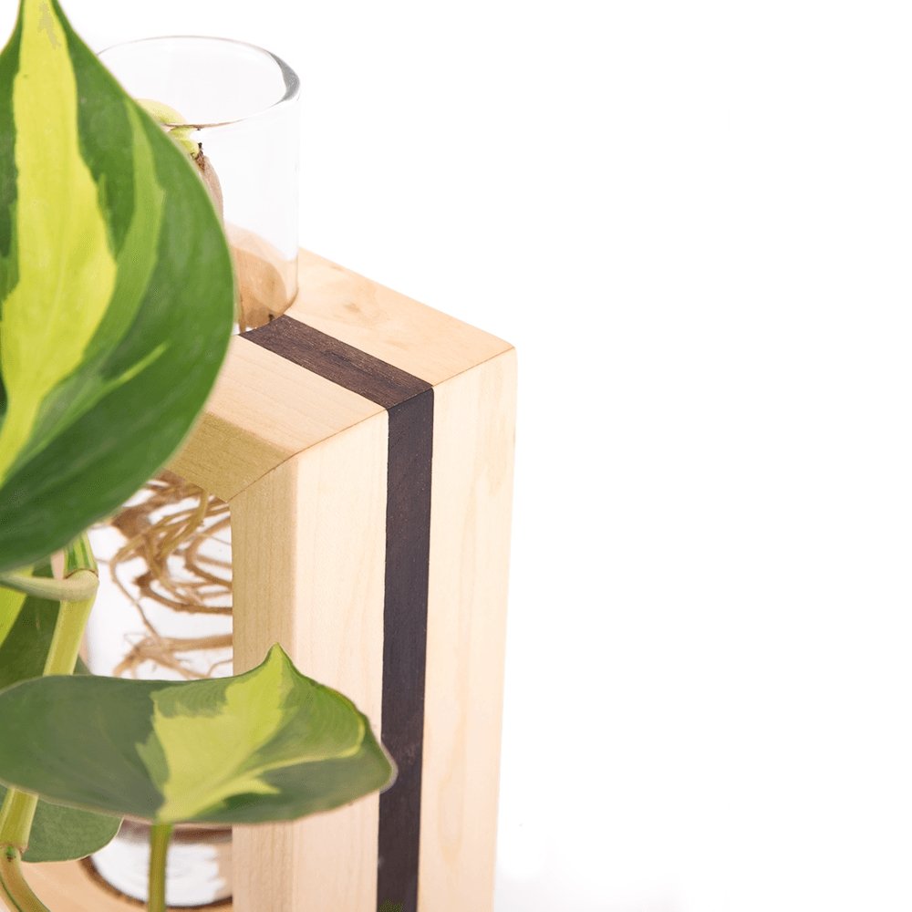 Modern Botanical Maple & Walnut Single Propagation Frame - lily & onyx