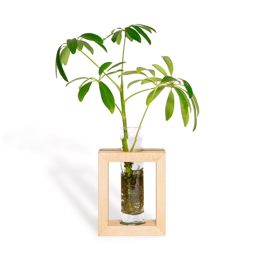 Modern Botanical Maple & Walnut Single Propagation Frame - lily & onyx