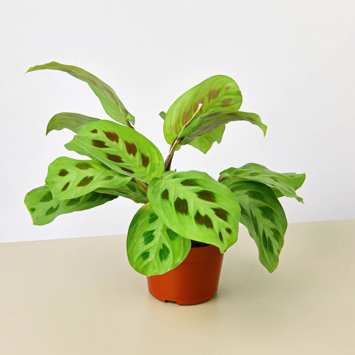 lily & onyx Maranta Leuconeura - lily & onyx