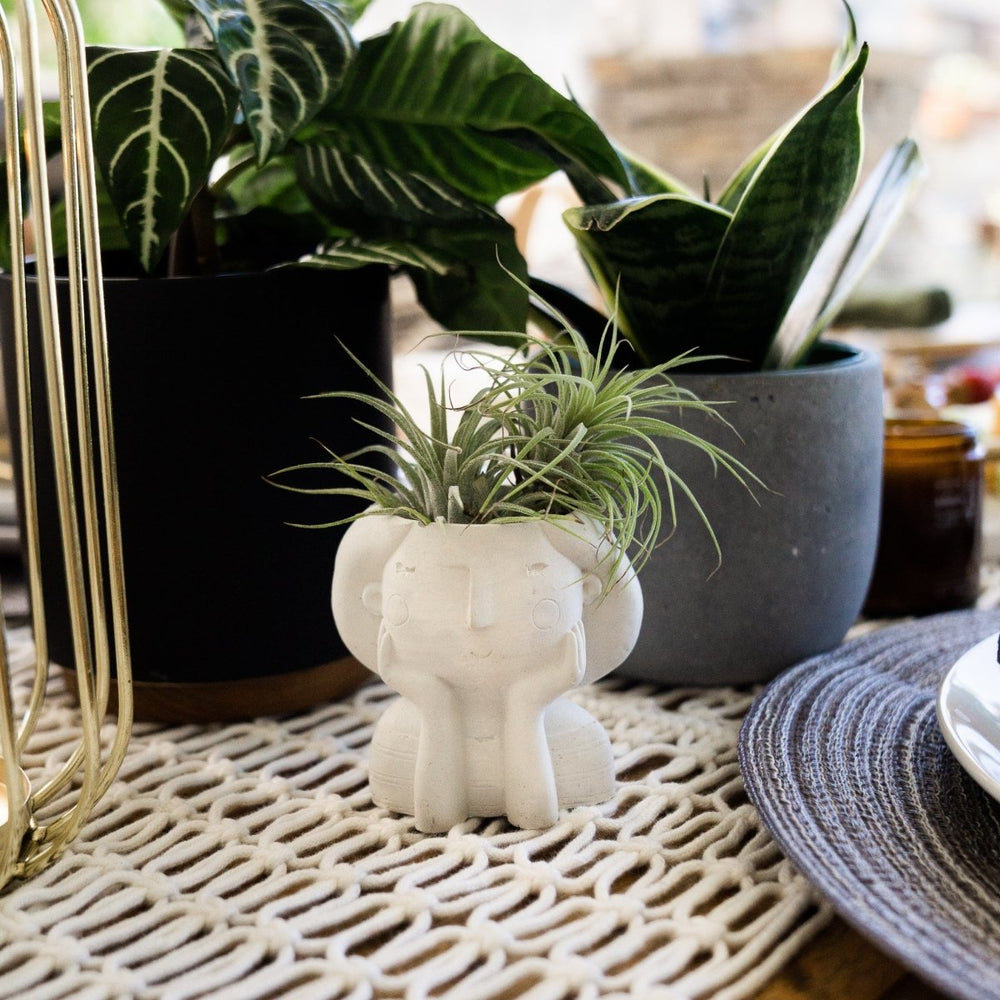 
                      
                        Uno Atelier Mia Planter, 3 Inch - lily & onyx
                      
                    