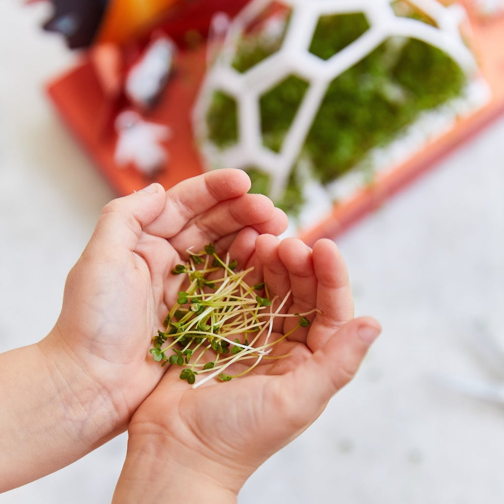 
                      
                        Modern Sprout Microgreens Pop-Up Kit - lily & onyx
                      
                    