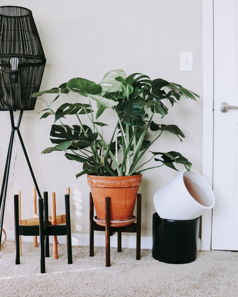
                      
                        declutterd Mid-Level Adjustable Bamboo Plant Stand, 8"-12" - lily & onyx
                      
                    