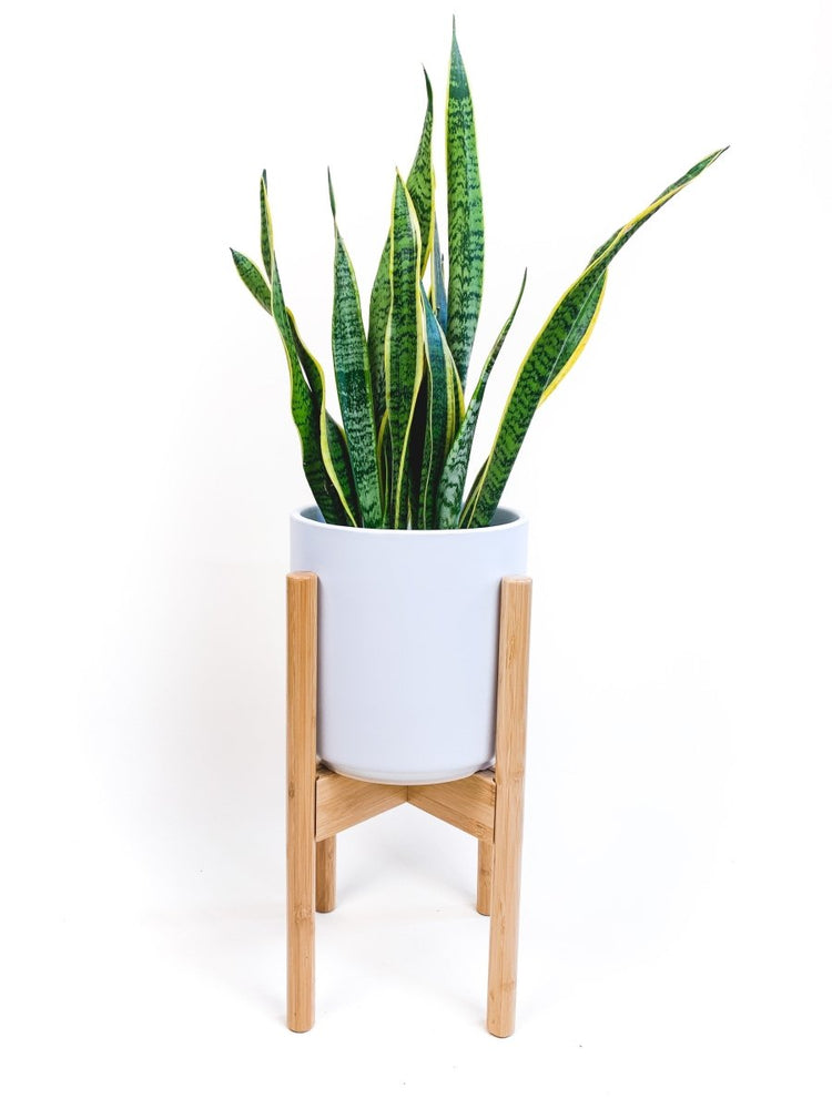 
                      
                        declutterd Mid-Level Adjustable Bamboo Plant Stand, 8"-12" - lily & onyx
                      
                    