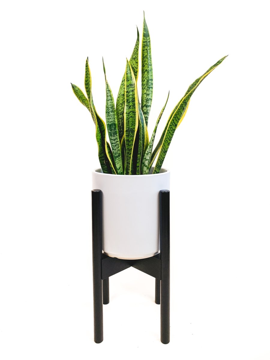 declutterd Mid-Level Adjustable Bamboo Plant Stand, 8"-12" - lily & onyx