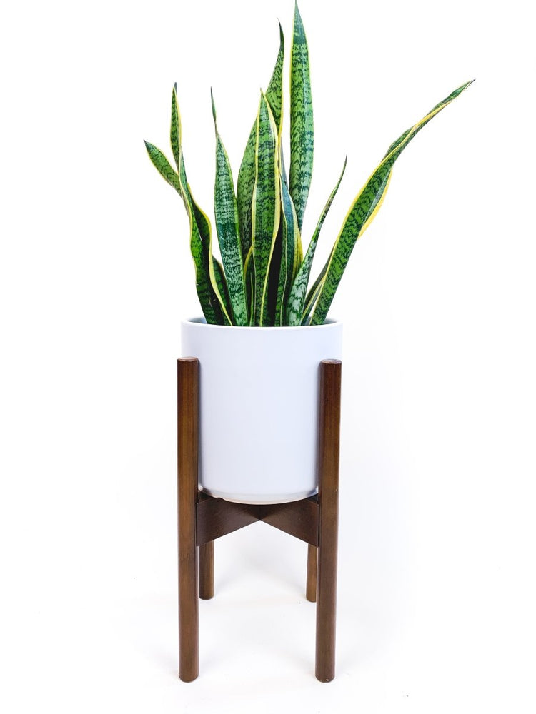 
                      
                        declutterd Mid-Level Adjustable Bamboo Plant Stand, 8"-12" - lily & onyx
                      
                    