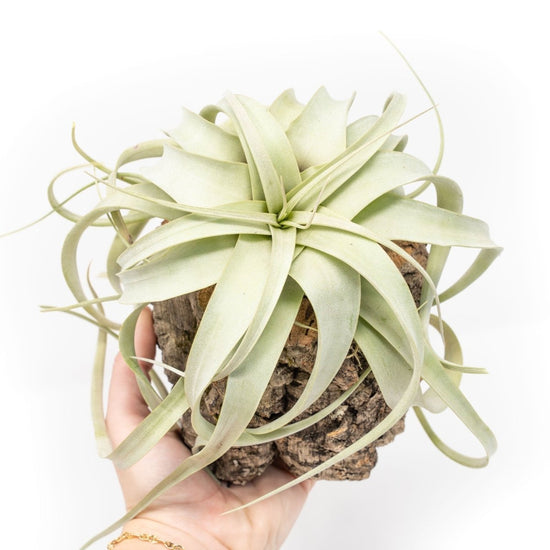 Air Plant Supply Co. Natural Cork Bark Planters with Mini Tillandsia Xerographica Air Plant - lily & onyx