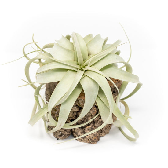 Air Plant Supply Co. Natural Cork Bark Planters with Mini Tillandsia Xerographica Air Plant - lily & onyx