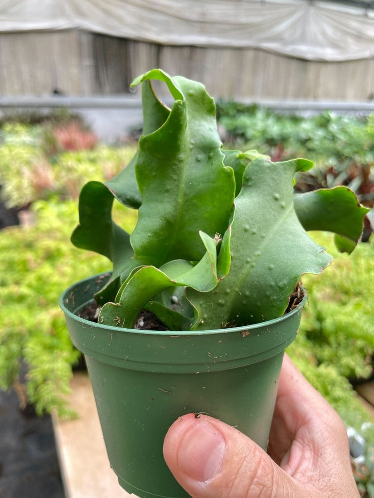 
                      
                        lily & onyx Orchid Cactus 'Curly Sue' - lily & onyx
                      
                    