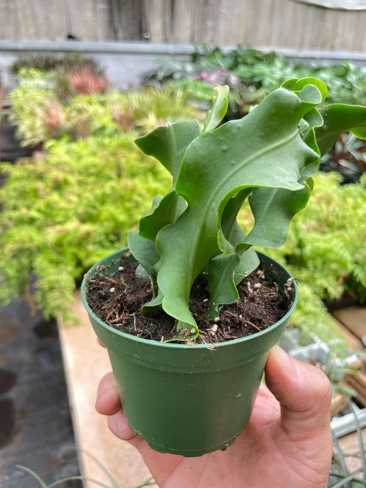 
                      
                        lily & onyx Orchid Cactus 'Curly Sue' - lily & onyx
                      
                    