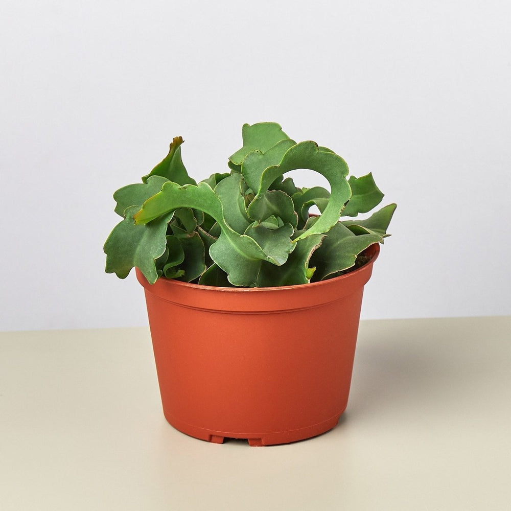 lily & onyx Orchid Cactus 'Curly Sue' - lily & onyx