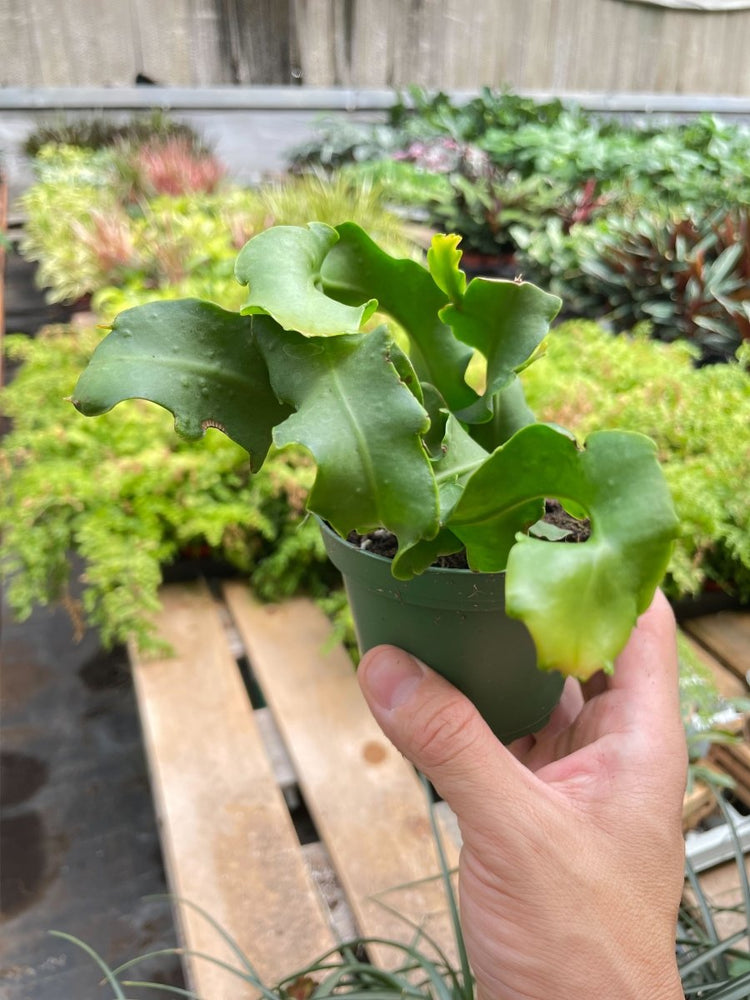 
                      
                        lily & onyx Orchid Cactus 'Curly Sue' - lily & onyx
                      
                    