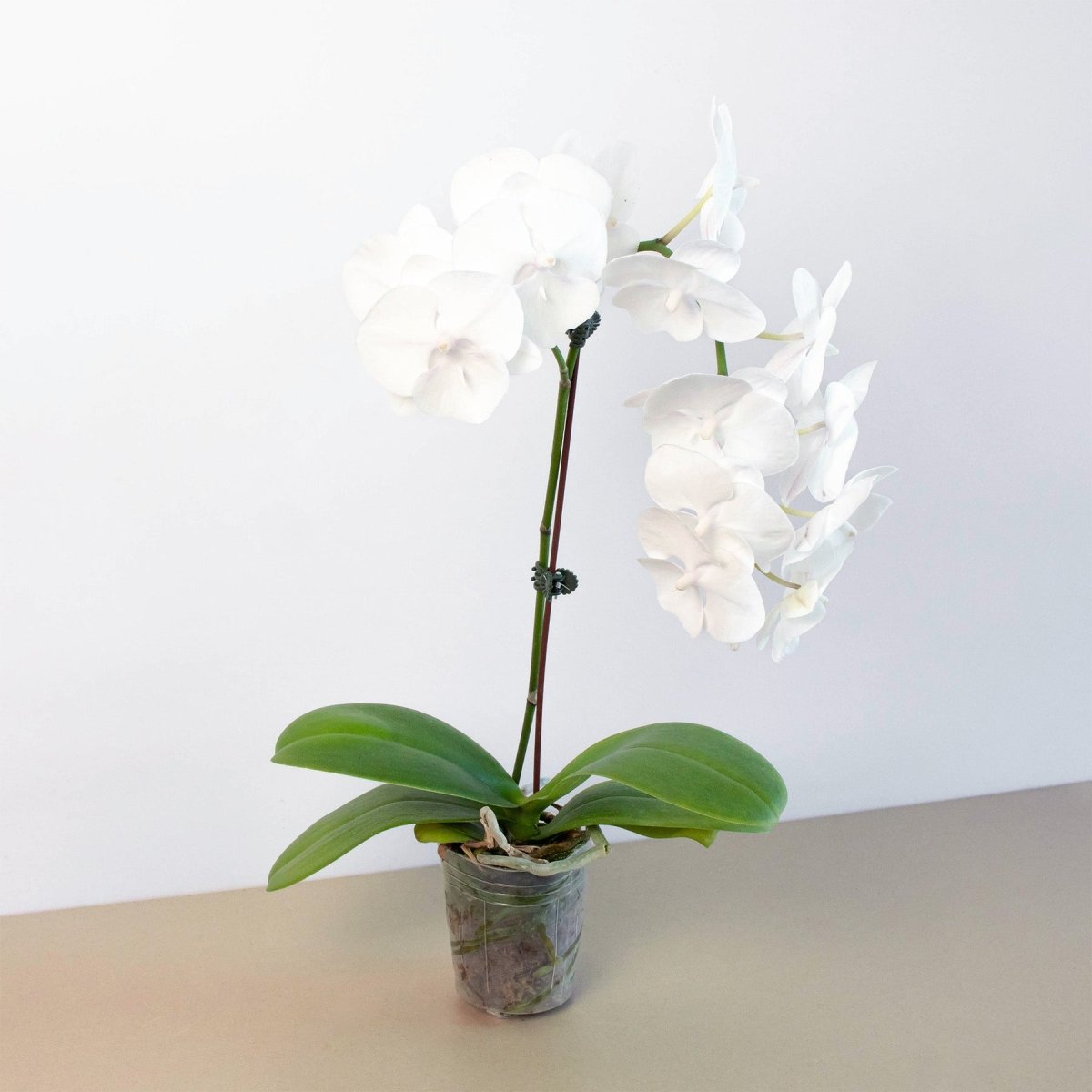 lily & onyx Orchid 'White Phalaenopsis' - lily & onyx