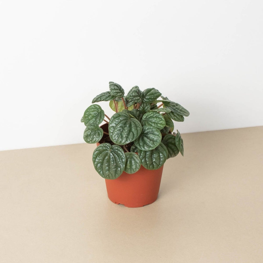 lily & onyx Peperomia 'Burbella' - lily & onyx